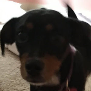 Meet your Posher, Dylan